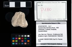 Foto (Objekt + Etikett) von Goniodromites bidentatus (Reuss, 1858)  (NHMW-GEO-2014-0194-0180)